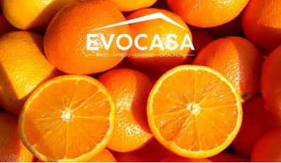 Coltivare l'arancio in vaso: tutto ciò che devi sapere